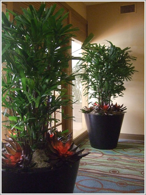 Raphis Palms by Pool - Embassy Suites La Jolla Plants