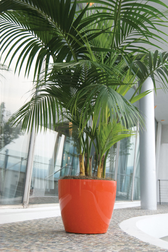 Kentia Palm - Resilient Plant
