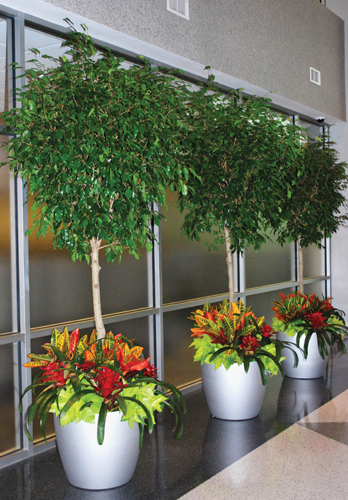 Modern Cylinder Planters - Indoor Plant Service Los Angeles