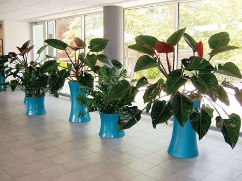 Congo Plants