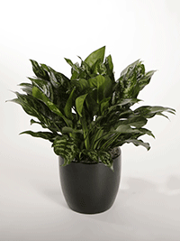 Plant - Aglaonema Genesis