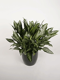 Plant - Aglaonema Jubilee