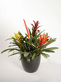 TableTop Indoor Plant