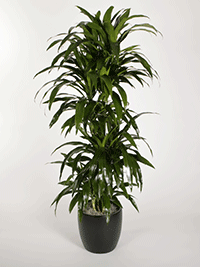Tall Upright Plant