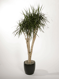 Dracaena Marginata Stump