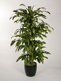 Tall Upright Plant