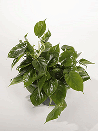 TableTop Indoor Plant