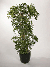 Ming Aralia Plant